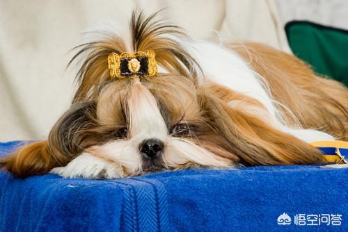 成年西施犬图片:西施犬着凉后有点拉稀，该怎么办呢？