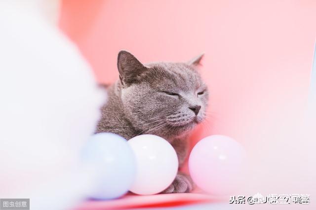 伯曼猫吧:养了8年的猫，治病要花10万，你会救吗？