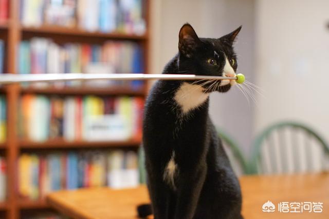 淘宝捉猫猫任务大全:如何解决猫咪抓家具的问题？