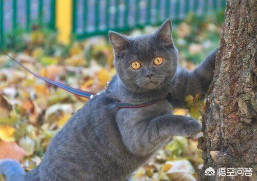 淘宝捉猫猫任务大全:如何解决猫咪抓家具的问题？