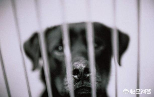 拉布拉多三狗组被小主人偷摸带跑:主人的哪些行为，对拉布拉多犬来说很糟糕？ 拉布拉多和土狗打架被打死