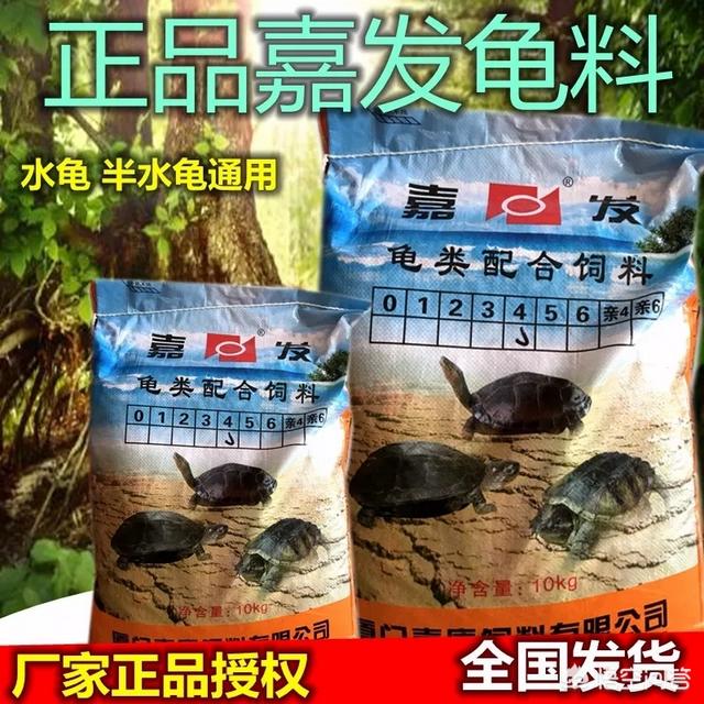 火焰龟药:想养一只乌龟，二百块以下的有什么推荐？