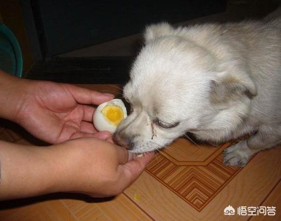 超萌小狗:给狗狗吃鸡蛋，有哪些讲究？