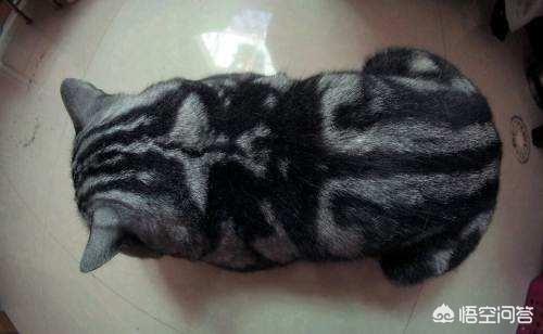 美国短毛猫图片:介绍美国短毛虎斑猫（美短）？
