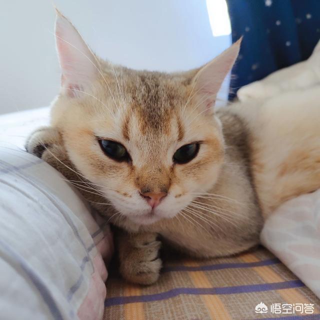 冬天养猫注意事项:如何让猫咪温暖舒适的过冬？