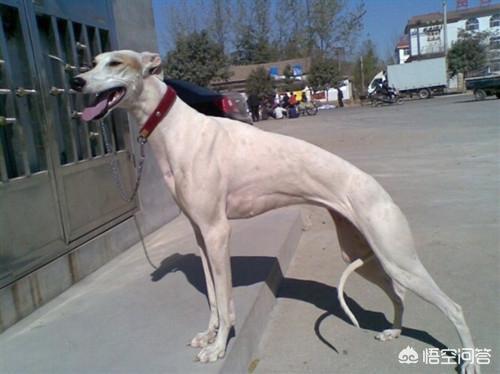 格力犬诺里斯:格力犬诺里斯比赛视频 格力犬有没有前腿天生外八？格力犬外八是不是天生呢？