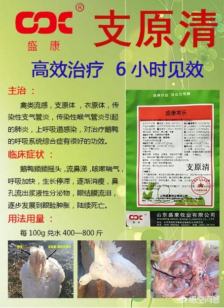 托拉菌素:托拉菌素的功效 鸡得了支原体用什么治疗？