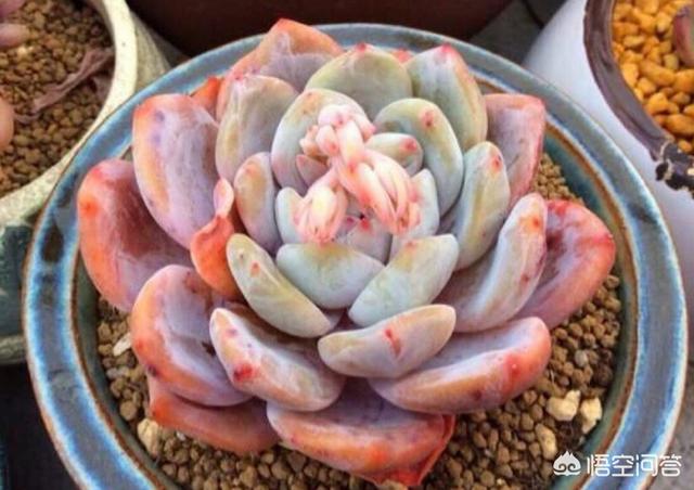 伍雅露:多肉橙梦露如何才能把叶子养肥