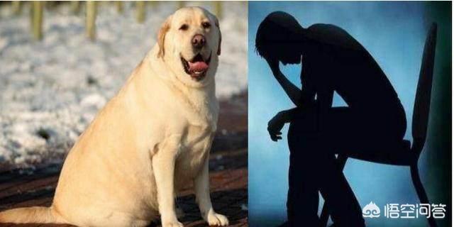 万能犬:万能犬有哪些 拉布拉多犬是万能犬，为什么很多人想养却不敢养？