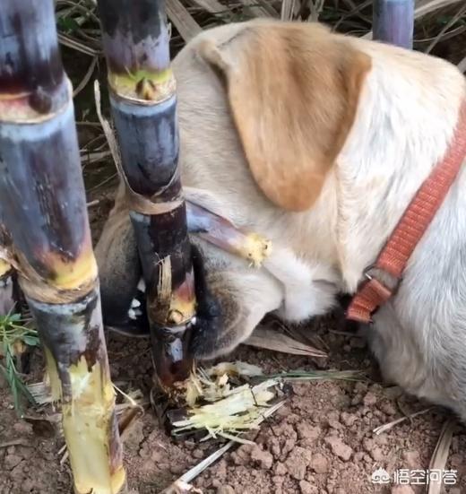 缉毒犬拉布拉多图片:拉布拉多犬是万能犬，为什么很多人想养却不敢养？