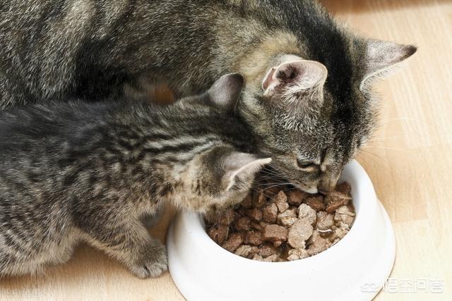 猫为什么喜欢吃鱼:猫为什么喜欢吃玉米 猫为什么特别爱吃鱼而且不怕鱼刺？