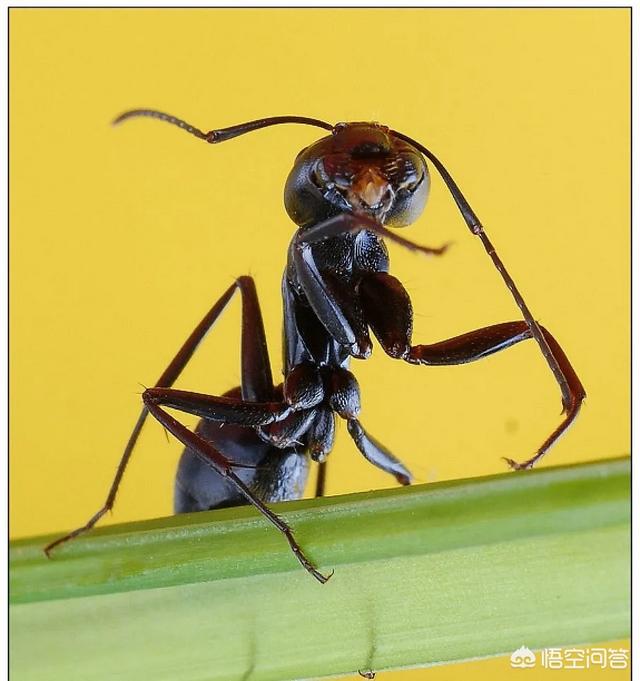 家里有蚂蚁:家里蚂蚁太多怎么办？有没有什么解决办法？