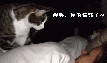 吸猫什么意思啊怎么还有罪:猫咪会有吃掉主人的意图吗？为什么？