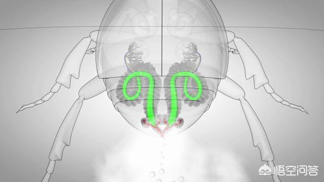 大力神甲虫:被天敌一口吞，体内游走一圈，从肛门扬长而去的生物！有多厉害？