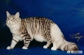 缅因猫兽:最好看的银虎斑缅因猫长什么样子？