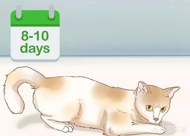 怎么判断猫有没有怀孕,怎么知道猫咪是不是有孩子了？