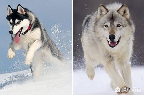 爱斯基摩犬哈士奇:狼会把哈士奇当成同类吗？