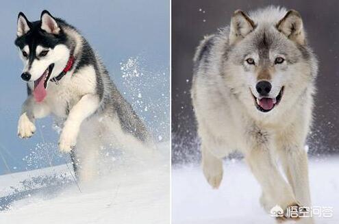 哈士奇和杜宾犬打架谁会赢呢:狼会把哈士奇当成同类吗？ 杜宾犬和哈士奇一起养可以吗