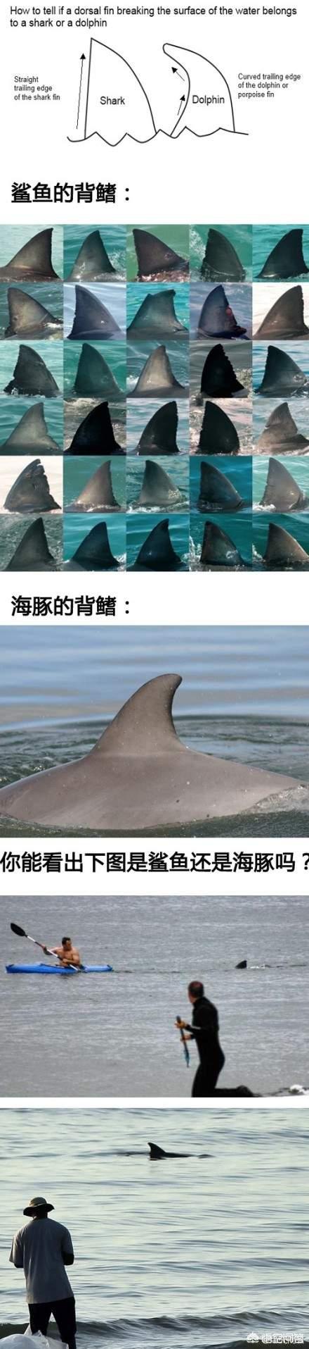 鲨鱼观赏鱼图片大全大图:观赏鱼的图片大全大图 为什么一些人只吃鱼翅，不吃鲨鱼肉？