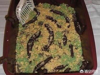 蚂蚱怎么做好吃,农村的蚂蝗能吃吗？怎么做好吃？