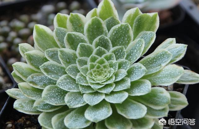 多肉植物翡翠景天小苗:翡翠景天多肉繁殖方法视频 多肉法师翡翠冰好养吗？需要什么样的介质？容易度夏吗？