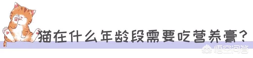 宠儿香猫咪营养膏:猫咪一定要吃营养膏吗?不吃可不可以？