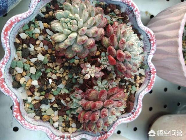 多肉大和锦根能长多粗:锦晃星枝太长怎么办?头大，枝细又长，怎么办？