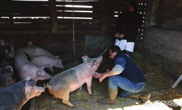 老鼠猪老鼠和猪属相合不合