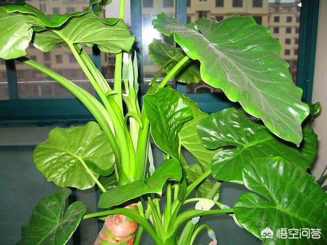 滴水观音图片:滴水观音为什么叶边发黄？如图？