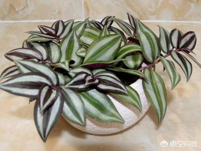 花卉图片大全吊竹梅:怎样种植吊竹梅，让它长得很茂盛？