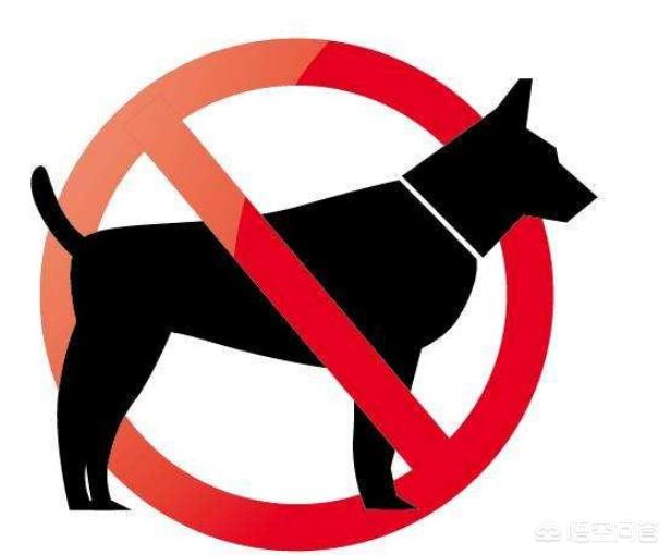 爱尔兰雪达犬能养吗:2019年北上广的禁养狗狗都有哪些呢？ 爱尔兰红白雪达犬