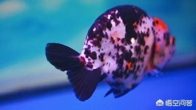 兰寿金鱼图片:兰寿金鱼适合用什么鱼缸喂养？