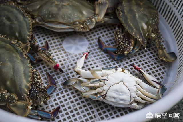 大理石纹螯虾哪些地区:龙虾繁殖能力很强，为什么很少有人养殖呢？