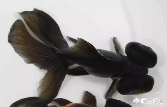 热带鱼得了白点病:怎么解决热带鱼身上长白点的问题？ 热带观赏鱼身上长了白点怎么办