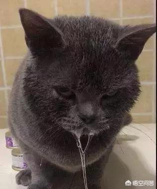 猫流口水是害怕的表现:猫害怕流口水怎么回事 猫咪突然流口水是怎么回事？