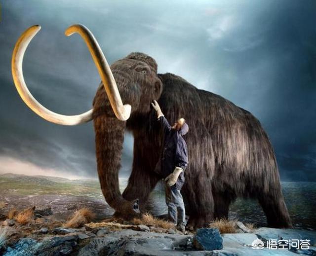 巨犀和猛犸象谁厉害(板甲巨犀和钻石猛犸哪个武魂强)_经验妙招5_经验