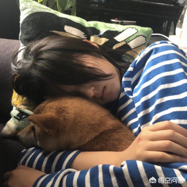 王珞丹领养瓢哥:明星们从蘑菇屋领养的狗狗现在都怎么样了