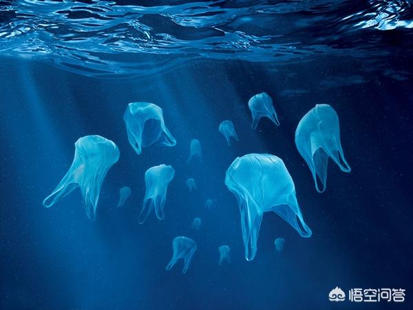 有趣的科普小知识,有没有一些关于海洋动物有趣的科普？