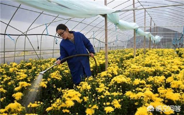 金鸡菊种子种植方法:菊花有哪些种植技巧？如何种盆栽菊花？