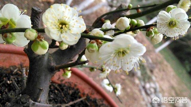 一串红好不好一盆:怎么给梅花换盆，有哪些需要注意的？