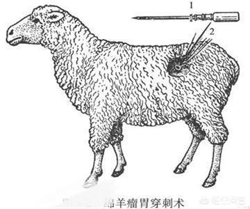 省内哪里能买到吐根堡山羊:山羊肚子胀的原因有哪些，怎么样治疗呢？