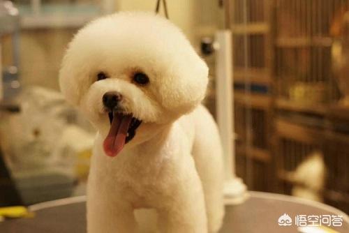 比熊犬吃什么肉好:喂食比熊犬注意什么事情才能吃得健康？