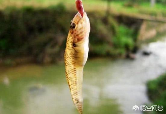 农村水塘有一种小鱼叫做“爬地虎”，为什么过去没人要，现在却越来越贵？能养殖吗？