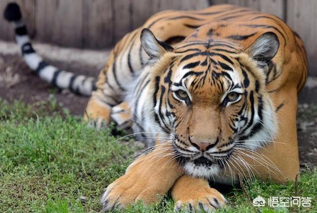 最大的猫科动物非洲狮:到底多少头狮子能捕杀一头壮年健康落单非洲公象？为什么？