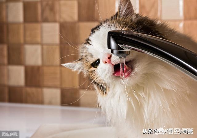 伯曼猫吧:养了8年的猫，治病要花10万，你会救吗？