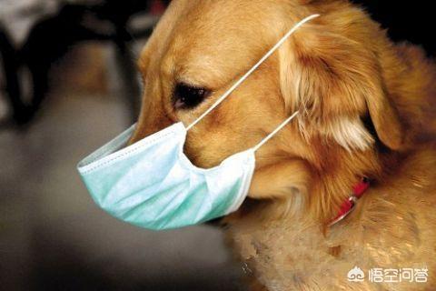 犬传染性气管支气管炎的临床表现:狗狗天冷以后总是咳嗽，怎么办？