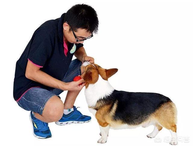 藏獒之王狗王偷藏獒:三只藏獒是否可以打赢一只孟加拉虎？有什么科学依据？