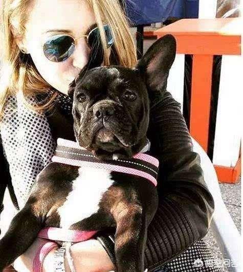 法国斗牛犬吧:为什么说养法国斗牛犬要有一定的“实力”呢？