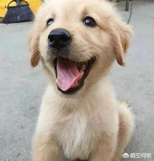 训练金毛:怎样训练小金毛定点上厕所？