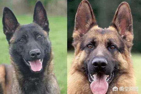 比利时马犬和德牧:德牧、昆明犬、马犬有怎么本质区别，哪个更适合楼房养？